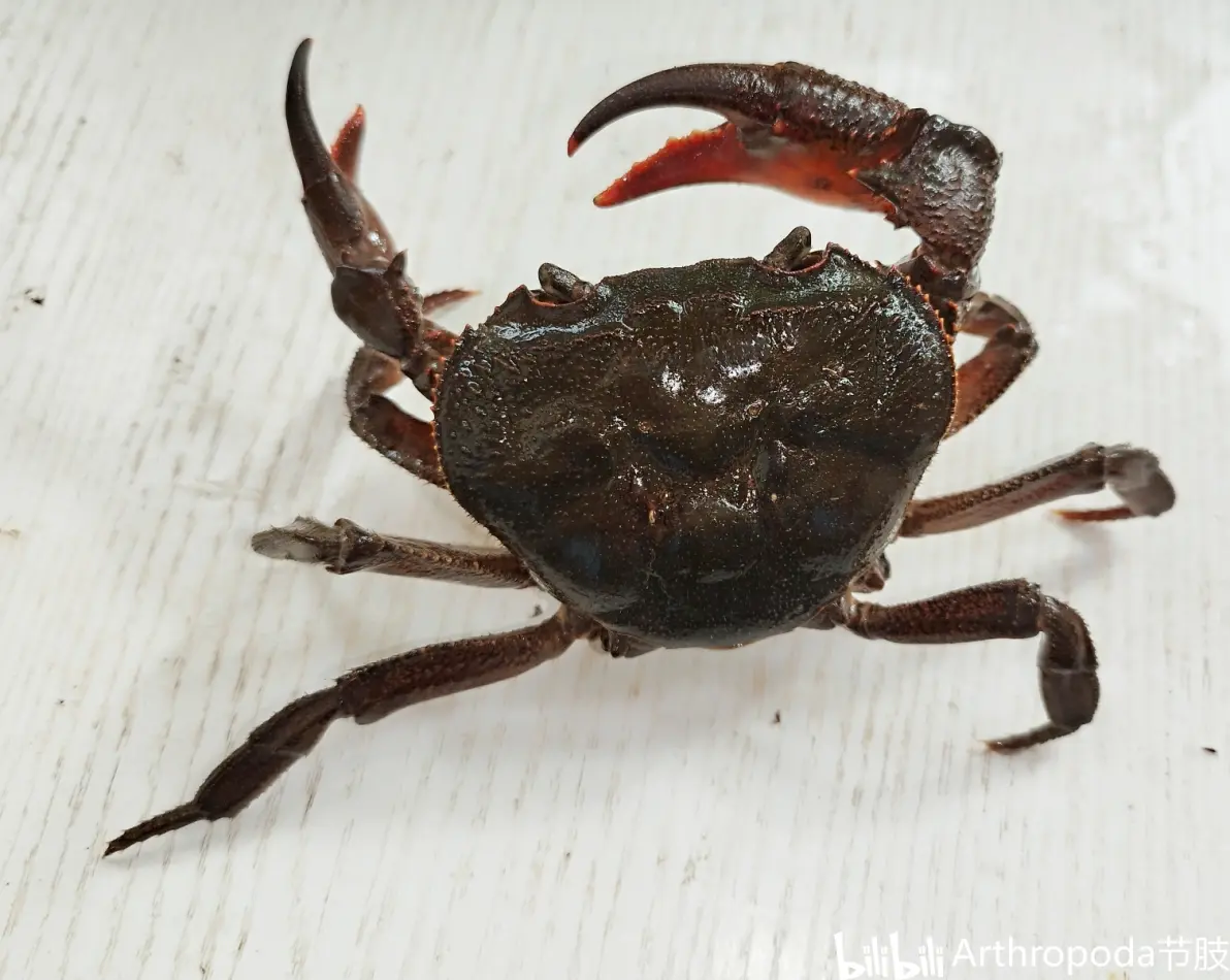 __龙_-爱游戏体育下载